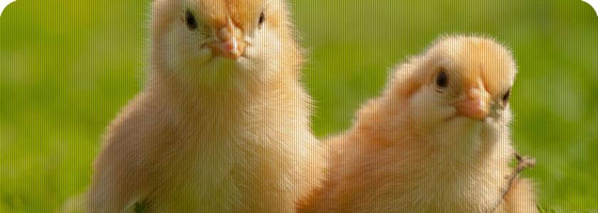 Tubo radiante, la mejor alternativa como calefacción saludable y de bajo consumo para granjas avícolas