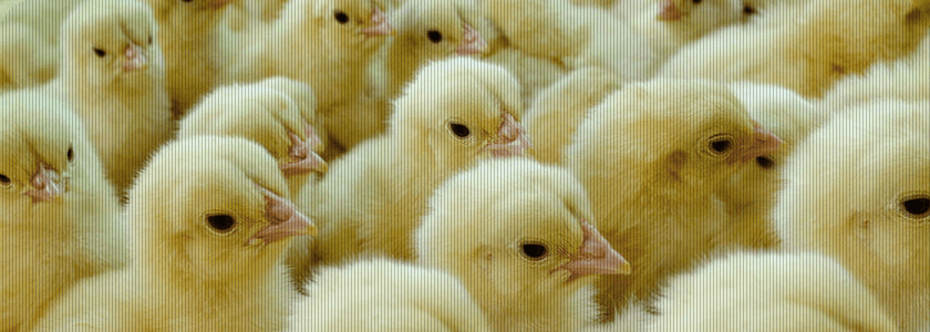 Calefacción industrial de bajo consumo para granjas avícolas mediante tubo radiante a gas