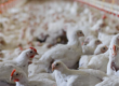 calefaccion de bajo consumo para granjas avícolas y de pollos