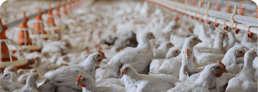 calefaccion de bajo consumo para granjas avícolas y de pollos